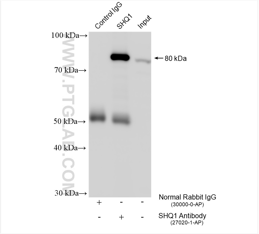IP result of anti-SHQ1 (IP:27020-1-AP, 4ug; Detection:27020-1-AP 1:1500) with K-562 cells lysate 2400 ug. IP experiment of K-562 using 27020-1-AP