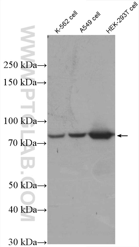 Various lysates were subjected to SDS PAGE followed by western blot with 27020-1-AP (SHQ1 antibody) at dilution of 1:2000 incubated at room temperature for 1.5 hours. WB analysis using 27020-1-AP