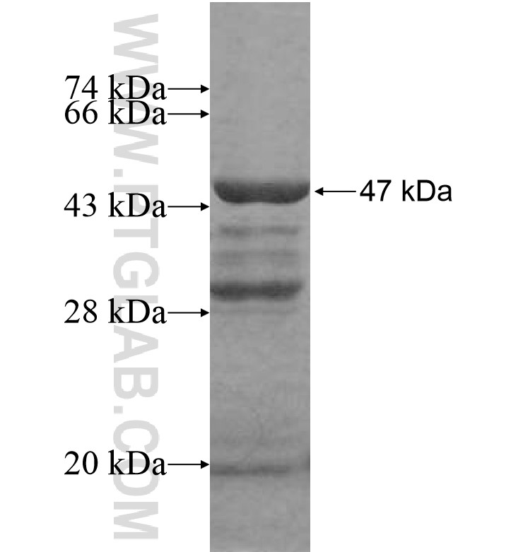SI-CLP,CHID1 fusion protein Ag16810 SDS-PAGE SI-CLP,CHID1 fusion protein Ag16810 SDS-PAGE