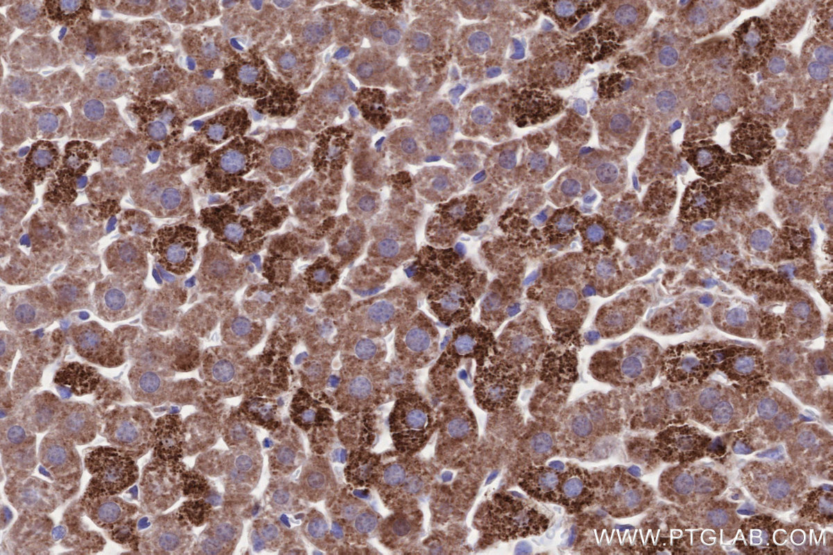 IHC staining of mouse liver using 83389-4-RR