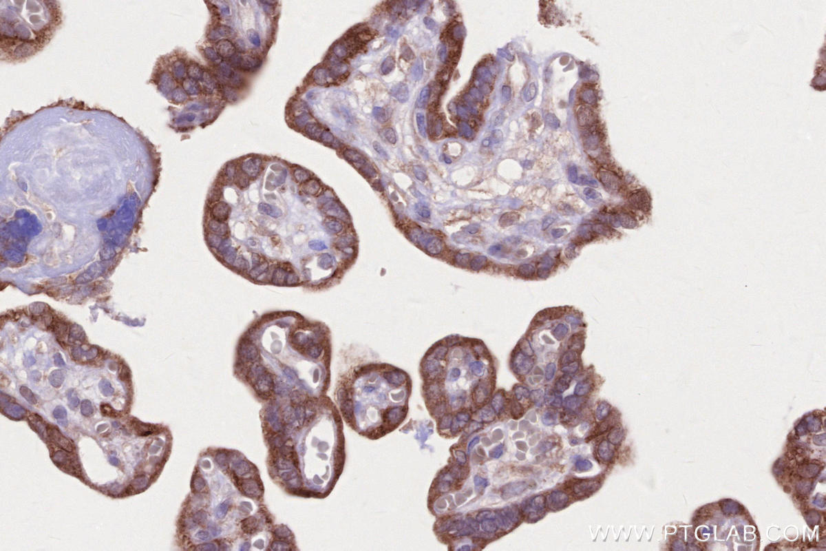 IHC staining of human placenta using 83389-4-RR