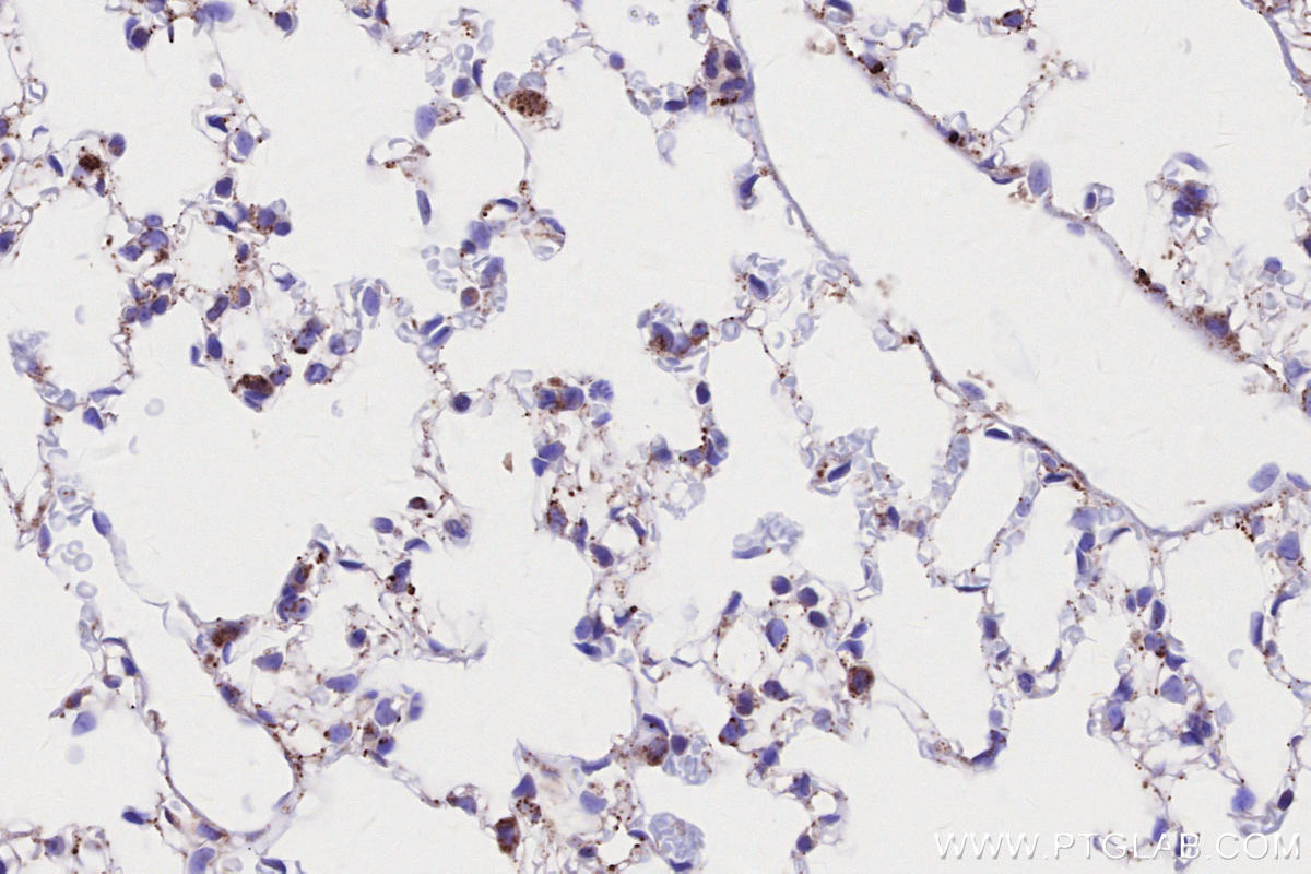 IHC staining of mouse lung using 83389-4-RR