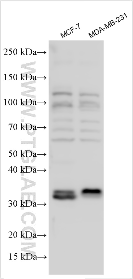 WB analysis using 12651-1-AP
