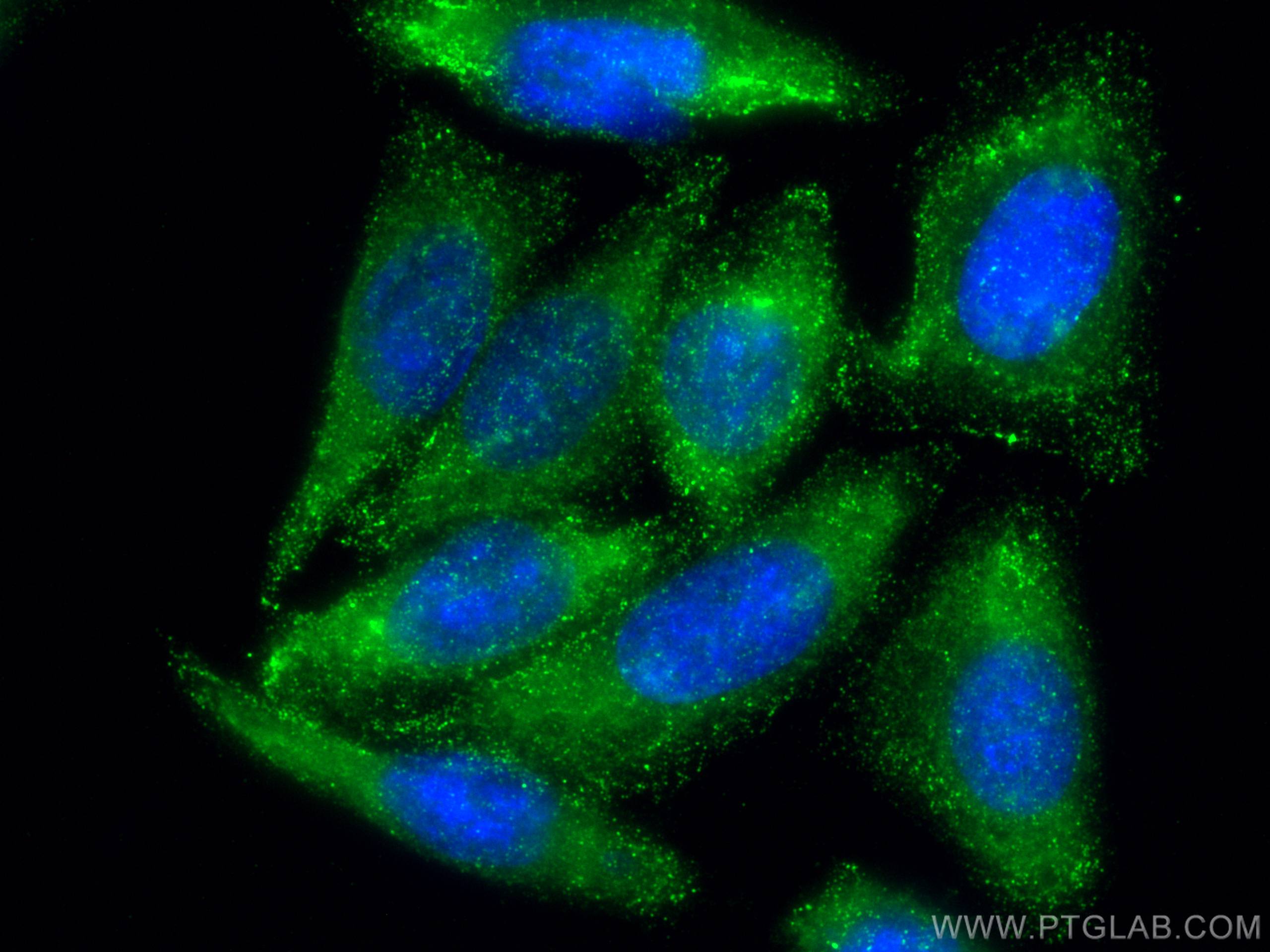 IF Staining of HepG2 using 55352-1-AP