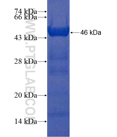SIGLEC10 fusion protein Ag20755 SDS-PAGE