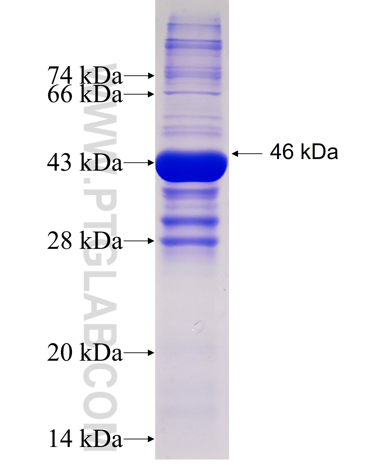 SIGLEC5 fusion protein Ag4101 SDS-PAGE