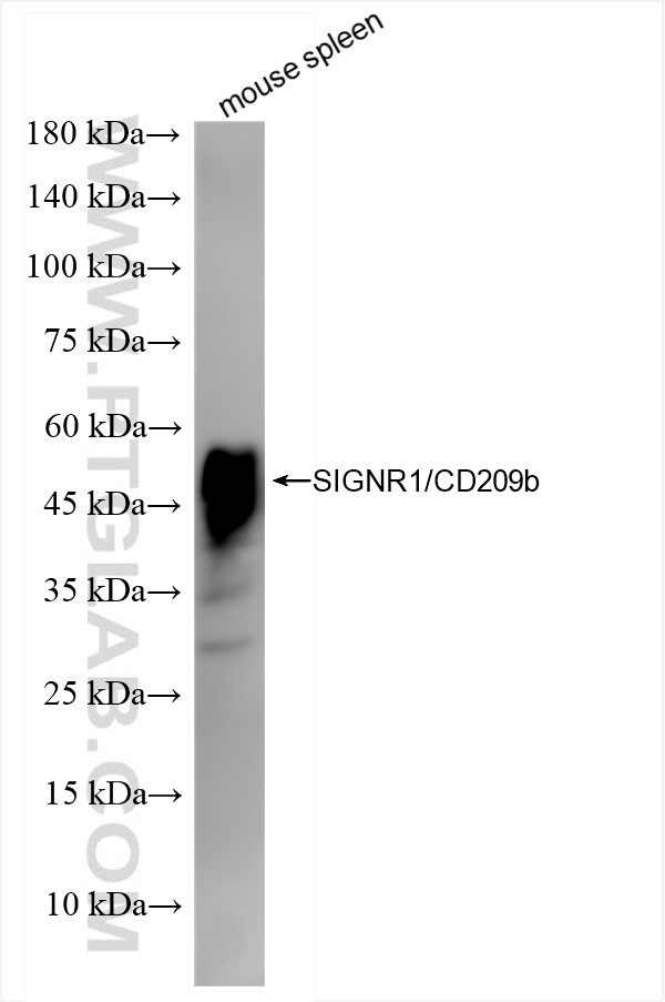 WB analysis of mouse spleen using 84365-5-RR