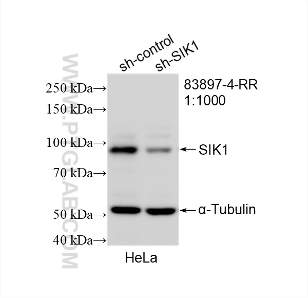 WB analysis of HeLa using 83897-4-RR (same clone as 83897-4-PBS)