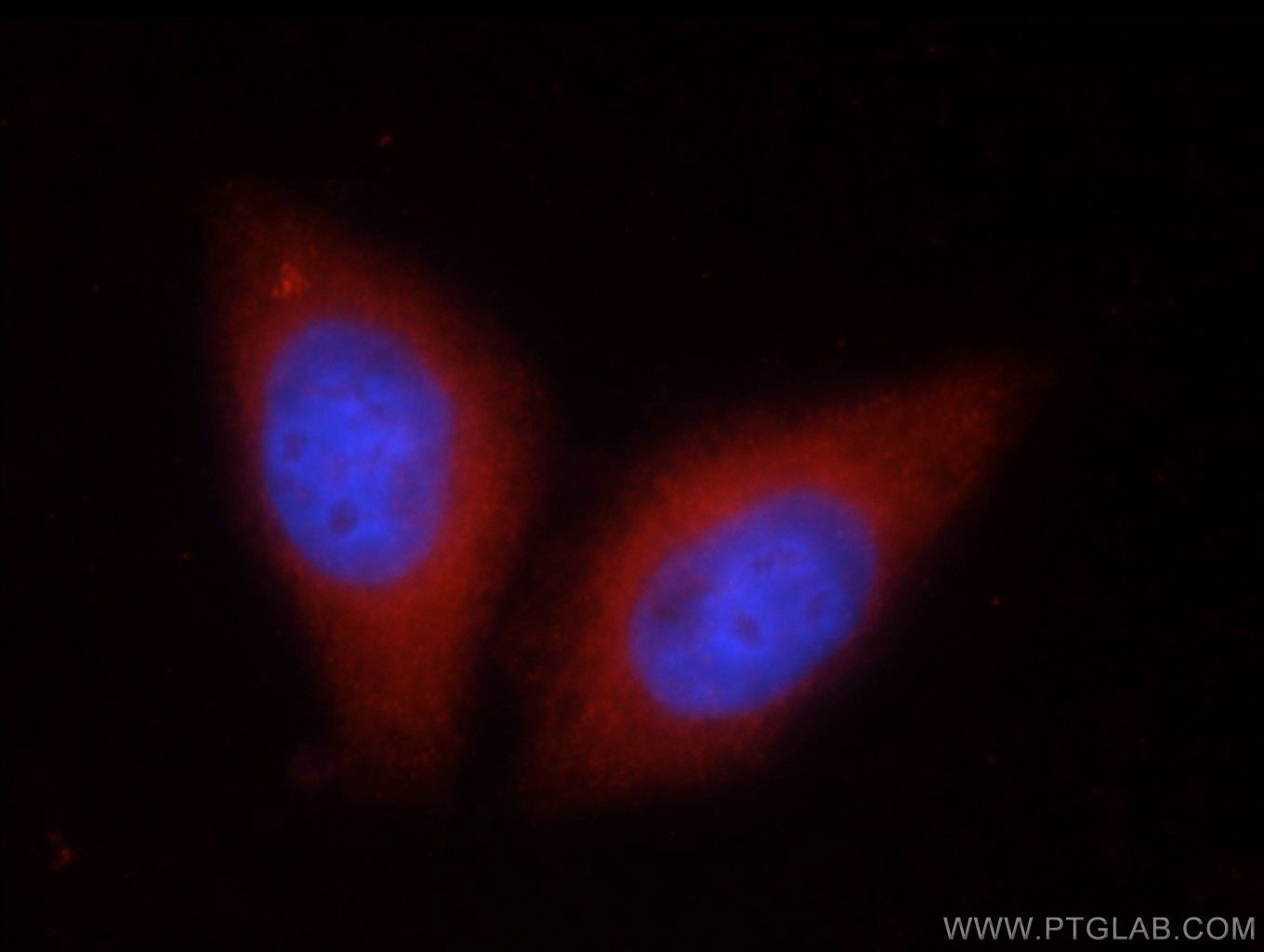 IF Staining of HepG2 using 24110-1-AP