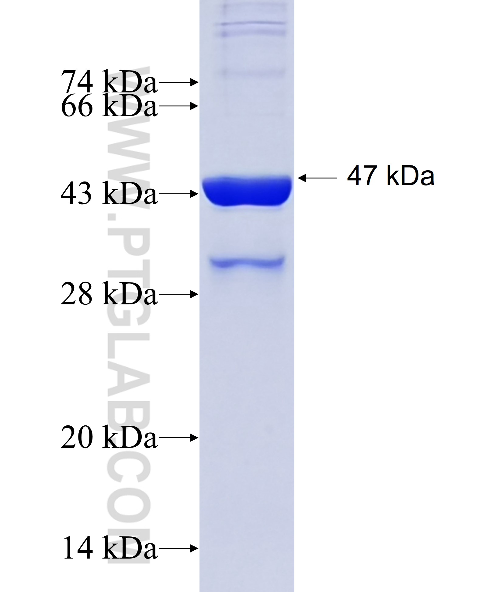 SIL1 fusion protein Ag21367 SDS-PAGE