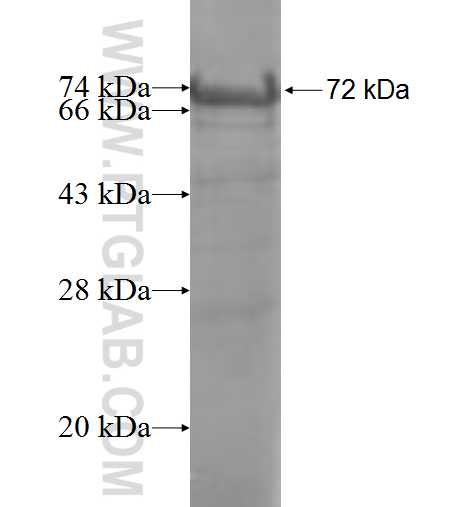 SILV fusion protein Ag6708 SDS-PAGE