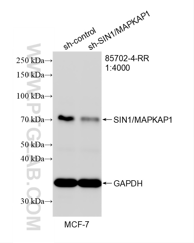 WB analysis of MCF-7 using 85702-4-RR WB analysis of MCF-7 using 85702-4-RR