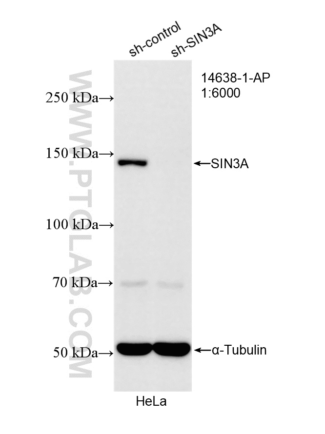 WB analysis of HeLa using 14638-1-AP