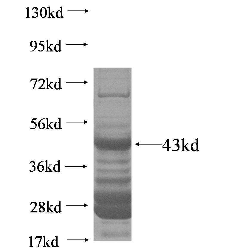 SIN3A fusion protein Ag6219 SDS-PAGE