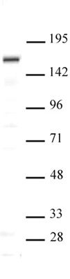 SIP1 antibody (pAb) tested by Western blot Nuclear extract of Saos-2 cells (20 ug per lane) probed with SIP1 antibody (pAb) at a dilution of 1:500.