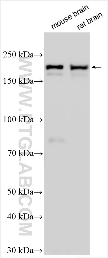 WB analysis using 25086-1-AP