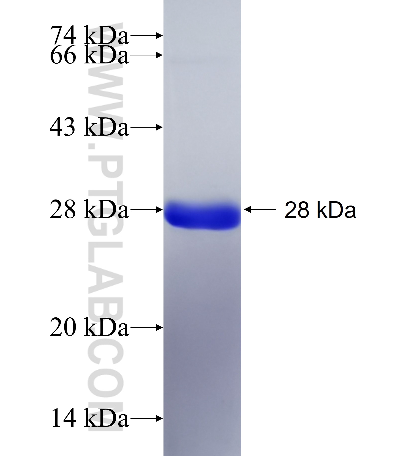 SIPA1L2 fusion protein Ag39936 SDS-PAGE
