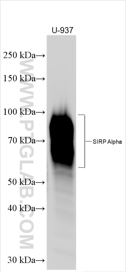 SIRP Alpha/CD172a