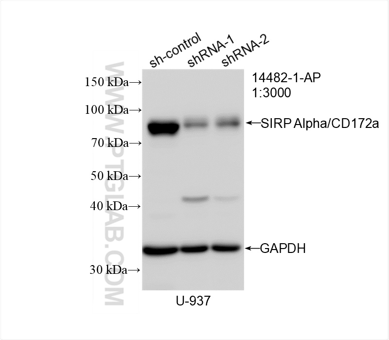 WB result of SIRP Alpha/CD172a antibody (14482-1-AP; 1:3000; incubated at room temperature for 1.5 hours) with sh-Control and sh-SIRP Alpha/CD172a transfected U-937 cells. WB analysis of U-937 using 14482-1-AP