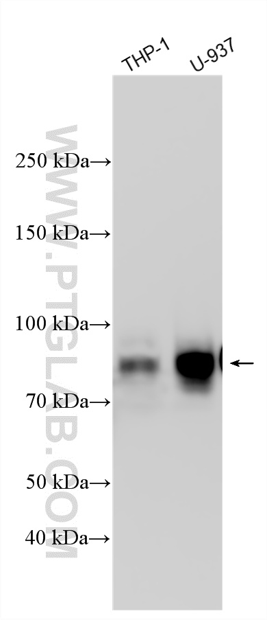 WB analysis using 14482-1-AP