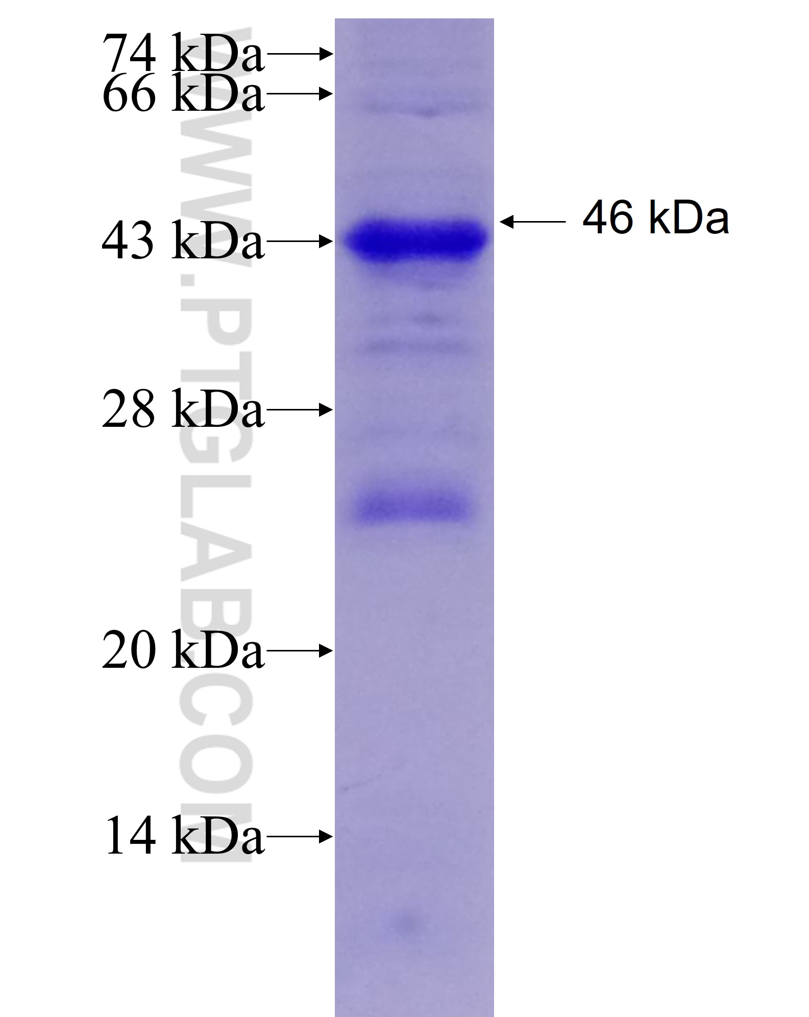 SIRPA fusion protein Ag6361 SDS-PAGE