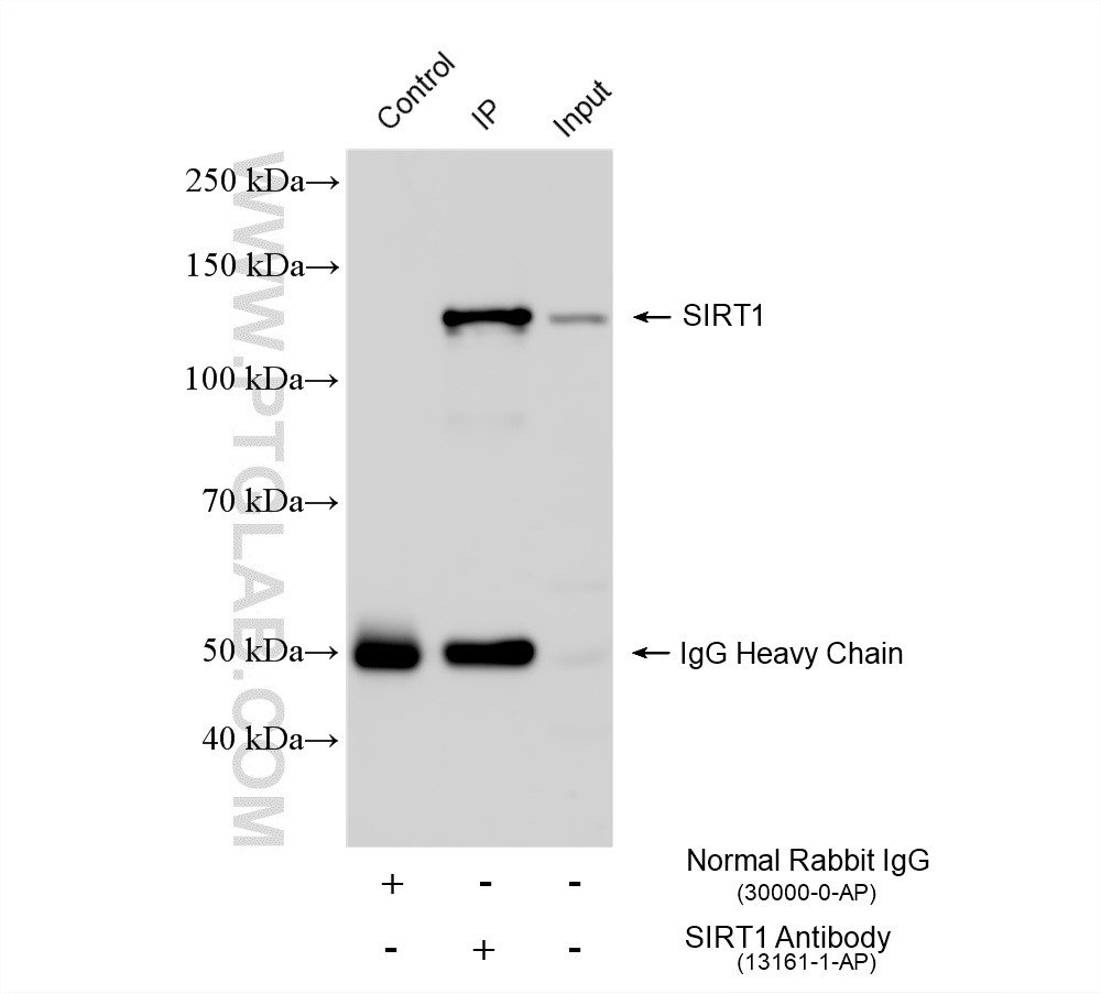 IP result of anti-SIRT1 (IP:13161-1-AP, 4ug; Detection:13161-1-AP 1:5000) with HeLa cells lysate 1480 ug. IP experiment of HeLa using 13161-1-AP