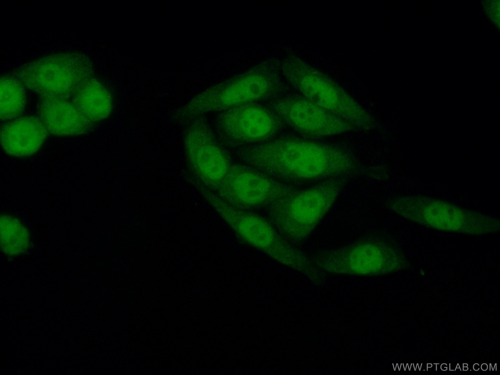 IF Staining of HeLa using 60303-1-Ig (same clone as 60303-1-PBS)