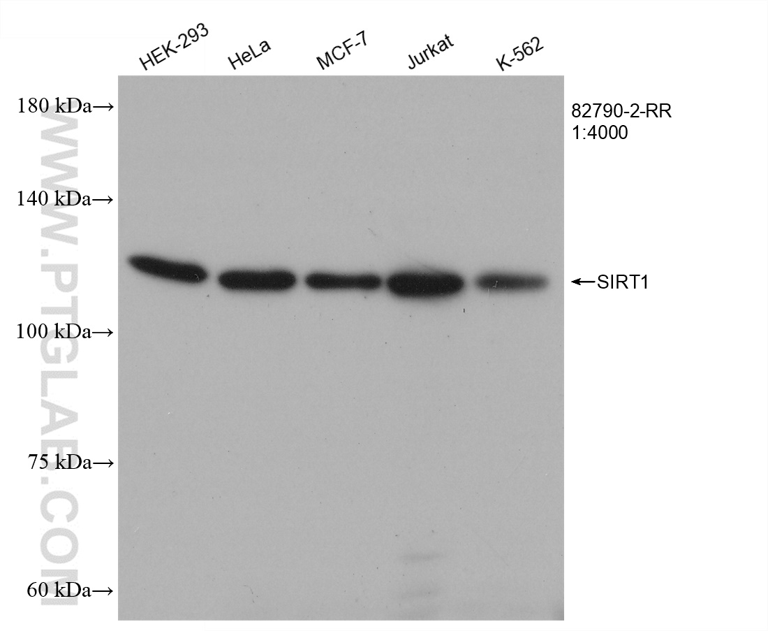 WB analysis using 82790-2-RR