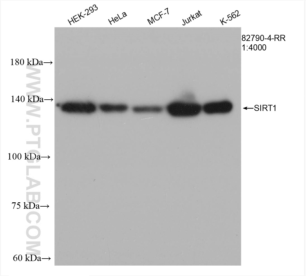 WB analysis using 82790-4-RR (same clone as 82790-4-PBS)