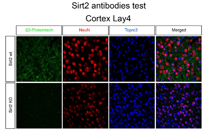 IF Staining of mouse cortex using 19655-1-AP