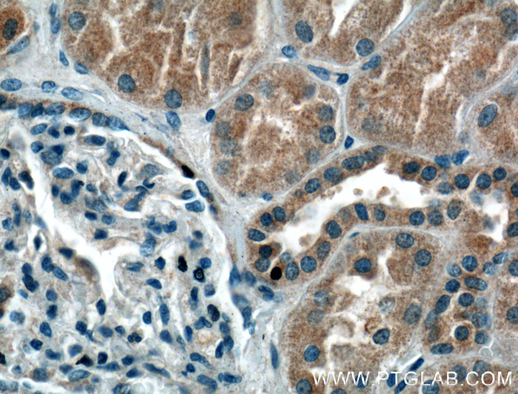 IHC staining of human kidney using 66410-1-Ig (same clone as 66410-1-PBS)