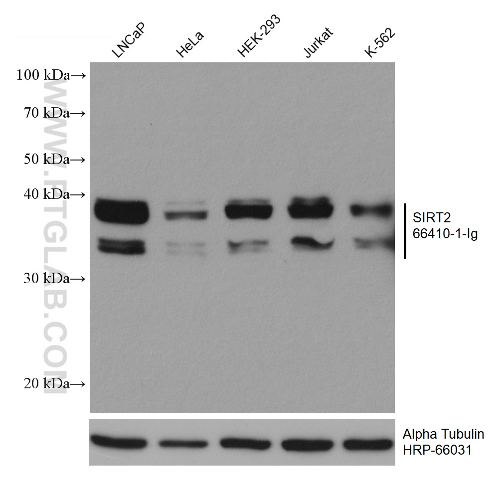 WB analysis using 66410-1-Ig