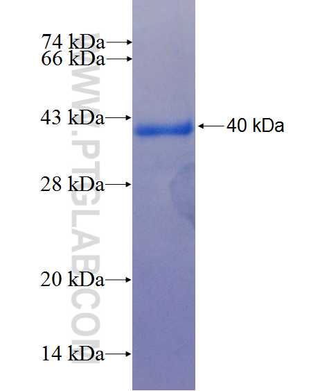 SIRT2 fusion protein Ag7756 SDS-PAGE