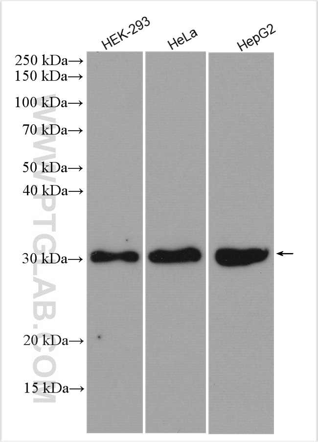 WB analysis using 29838-1-AP