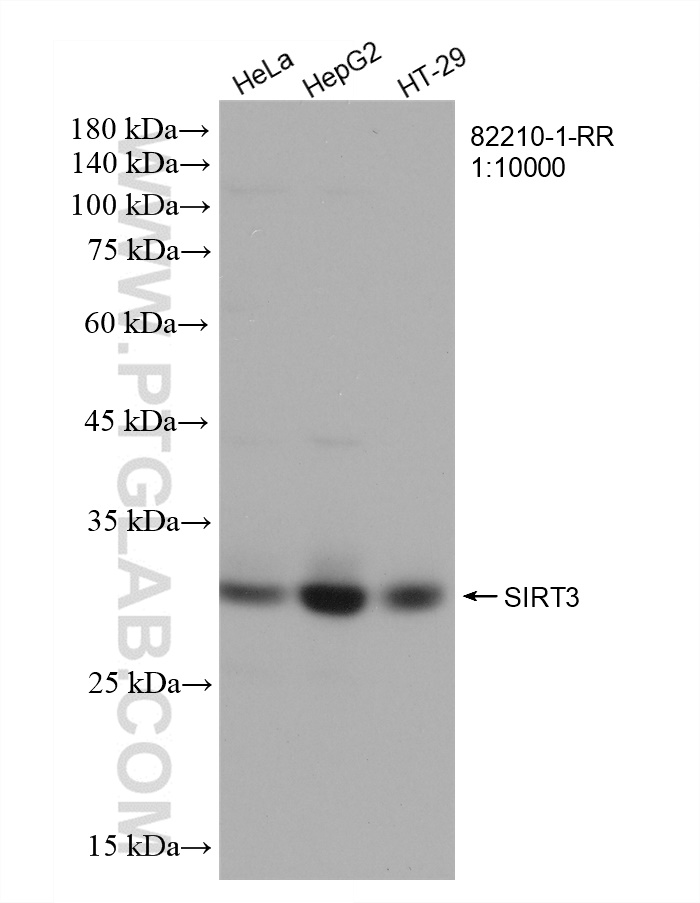 WB analysis using 82210-1-RR