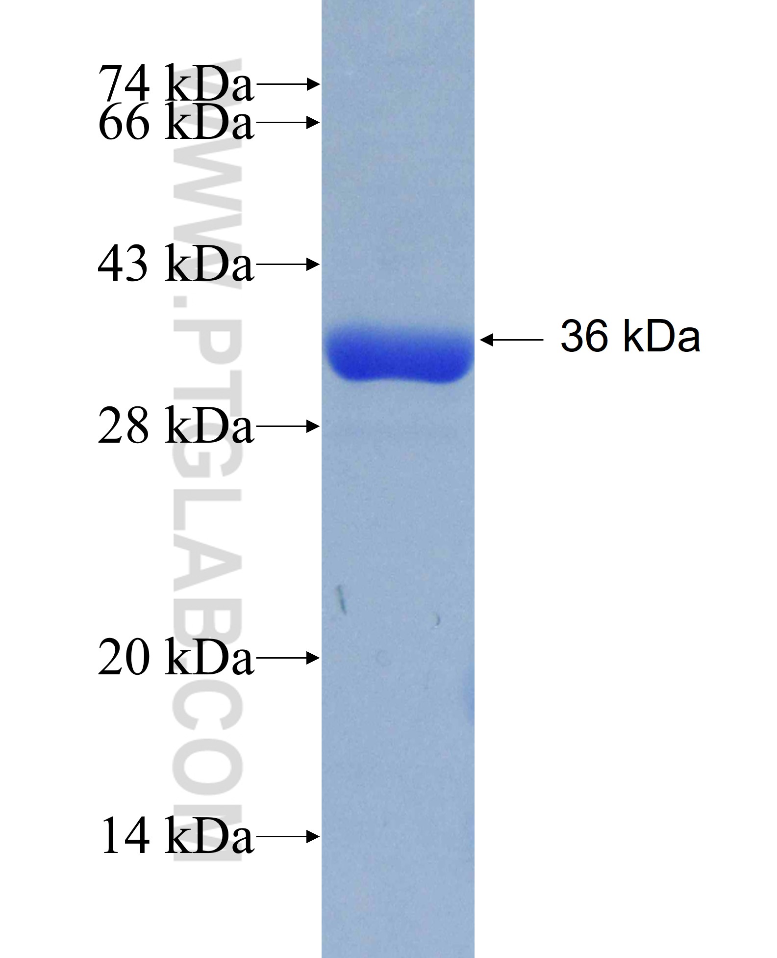 SIRT3 fusion protein Ag31333 SDS-PAGE