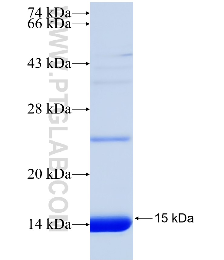SIRT3 fusion protein Ag31346 SDS-PAGE