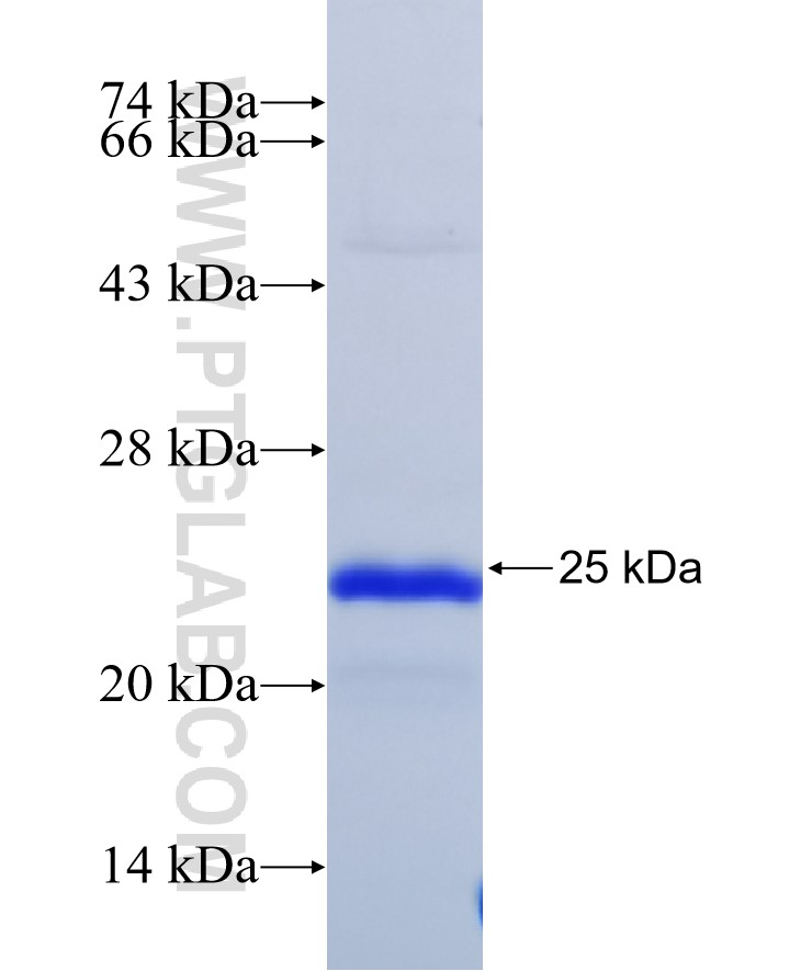 SIRT4 fusion protein Ag28011 SDS-PAGE