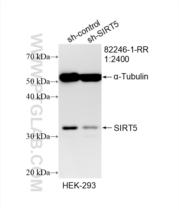 WB analysis of HEK-293 using 82246-1-RR