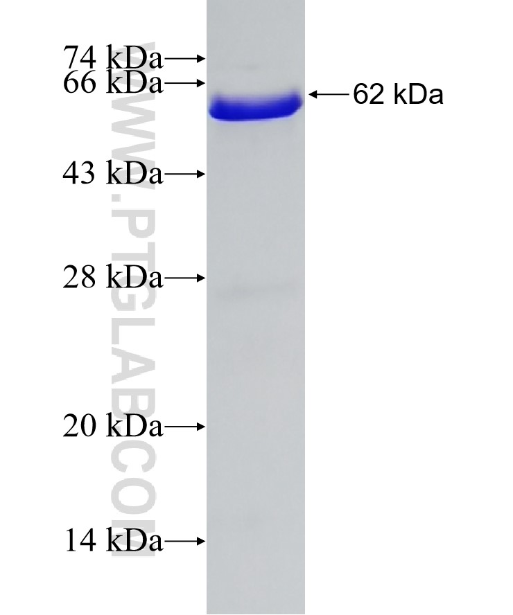 SIRT5 fusion protein Ag7195 SDS-PAGE
