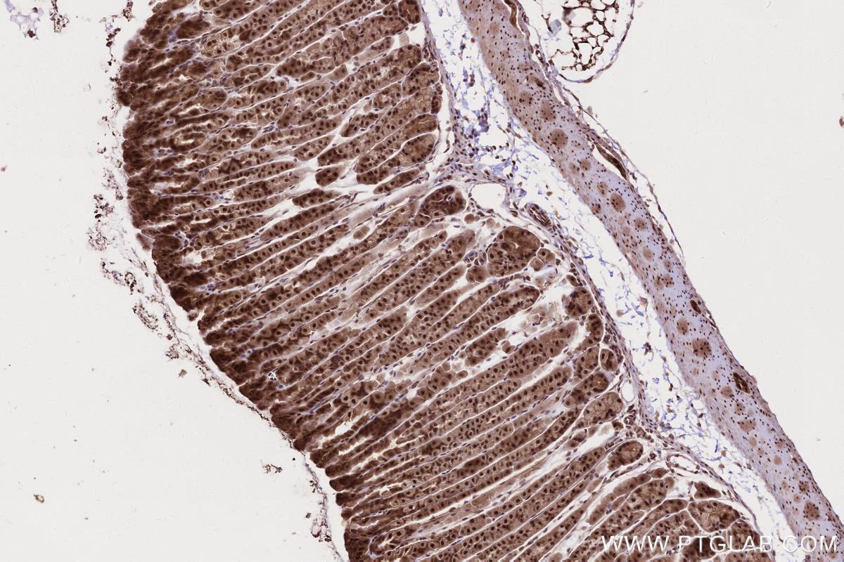 IHC staining of mouse stomach using 28677-1-AP IHC staining of mouse stomach using 28677-1-AP