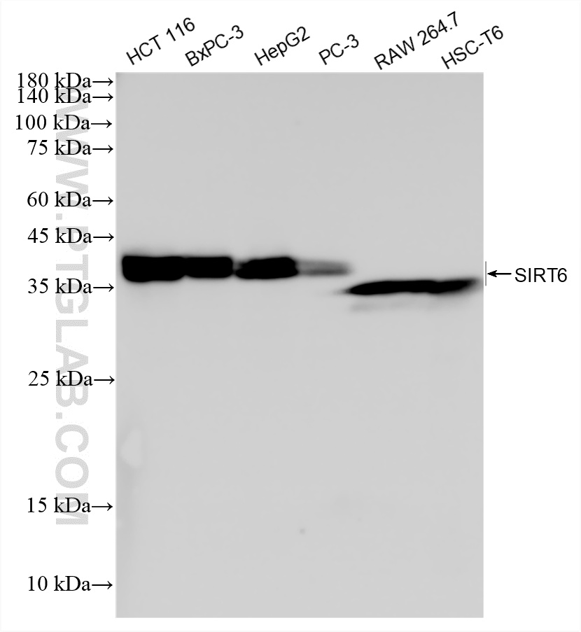 WB analysis using 87677-3-RR WB analysis using 87677-3-RR