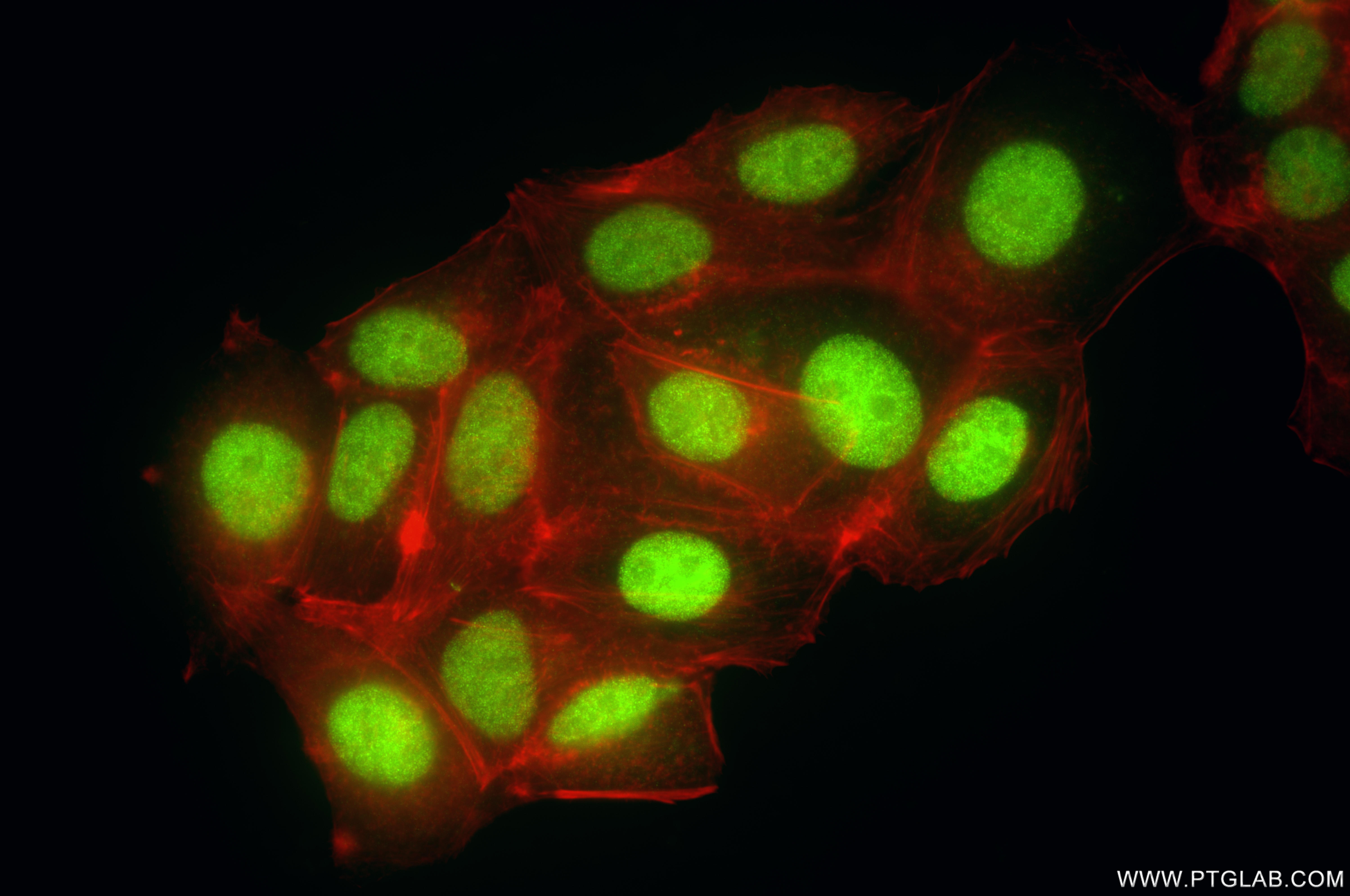 Immunofluorescent analysis of (4% PFA) fixed MCF-7 cells using SIRT7 antibody (84805-4-RR, Clone: 242167C9 ) at dilution of 1:200 and CoraLite®488-Conjugated Goat Anti-Rabbit IgG(H+L) (<a class='green' href='/productredirect?CatalogNo=SA00013-2' target='_blank'>SA00013-2</a>), CL594-Phalloidin (red). IF Staining of MCF-7 using 84805-4-RR