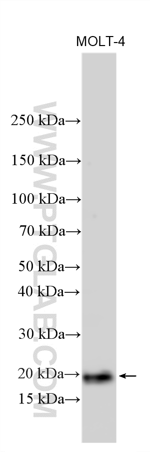 WB analysis using 27119-1-AP