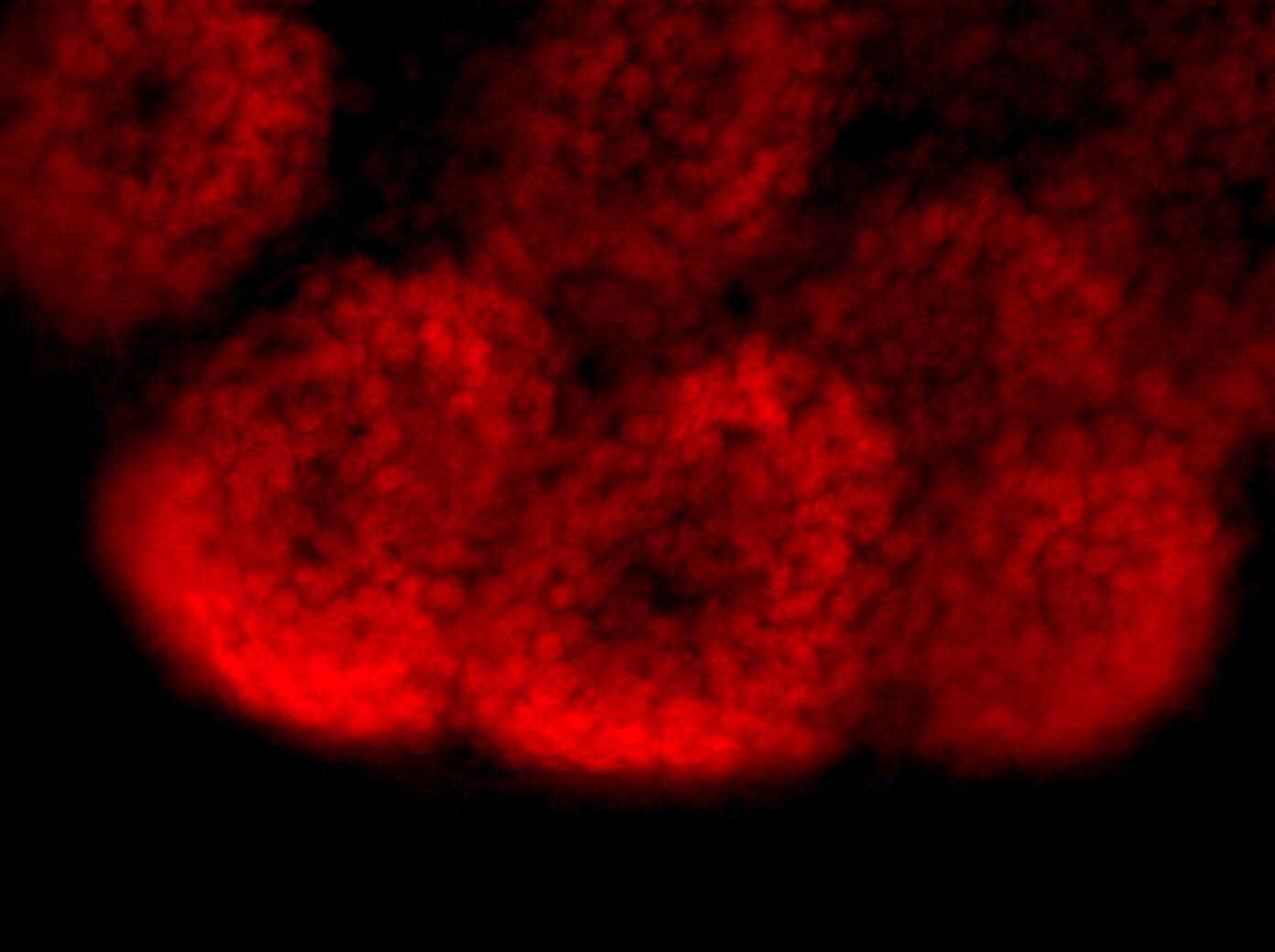 IF Staining of mouse embryonic kidney using 11562-1-AP