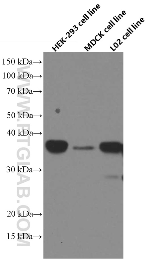 WB analysis using 66347-1-Ig