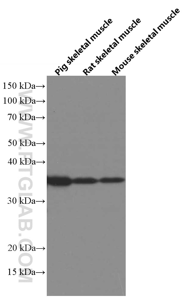 WB analysis using 66347-1-Ig (same clone as 66347-1-PBS)