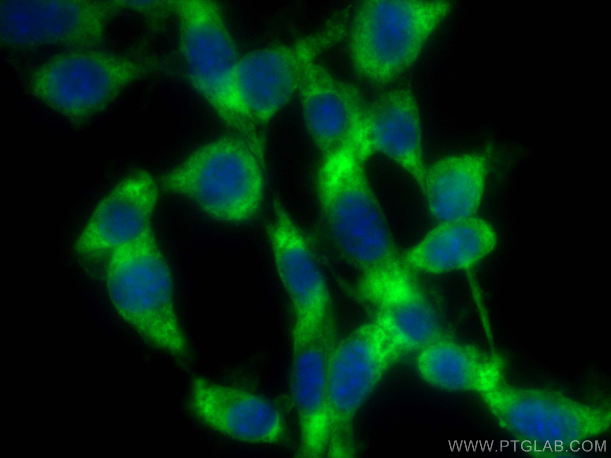 IF Staining of NIH/3T3 using CL488-66367