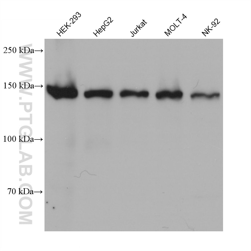 WB analysis using 68547-1-Ig