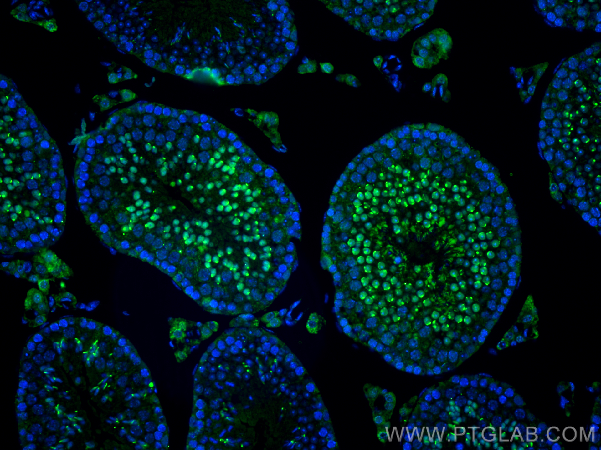 IF Staining of mouse testis using 12719-2-AP